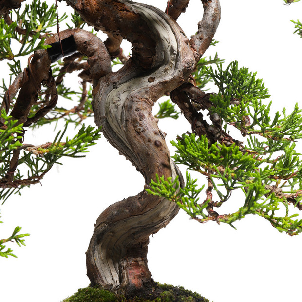 真柏　-Japanese Juniper-　（推定樹齢30年）-M0020- 詳細画像